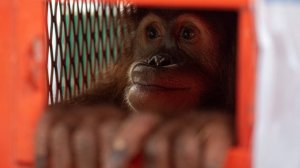 Посетительница парка «Тайган» извинилась за случай с вейпом и орангутаном