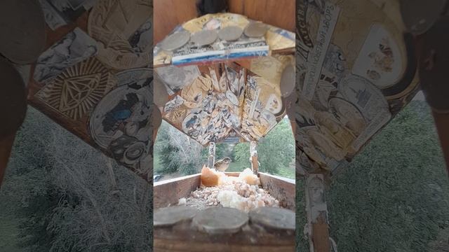 1000045716.mp4Жизнь кормушки.02.07.2025г.