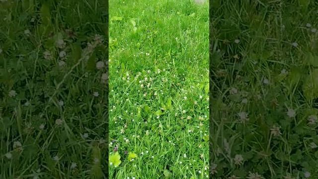 Сеня как истинный москвич любит гулять вдоль проспекта 😁