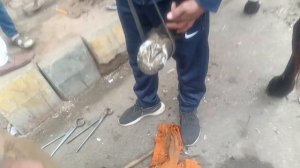Farrier-Hoof Restoration - Satisfying Restoring Quality of Life to Foundered Horse Ahmad Bhola.