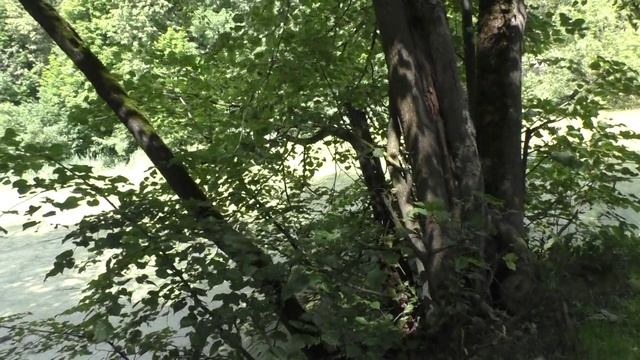 Прогулка по лесу 02.07.2025.