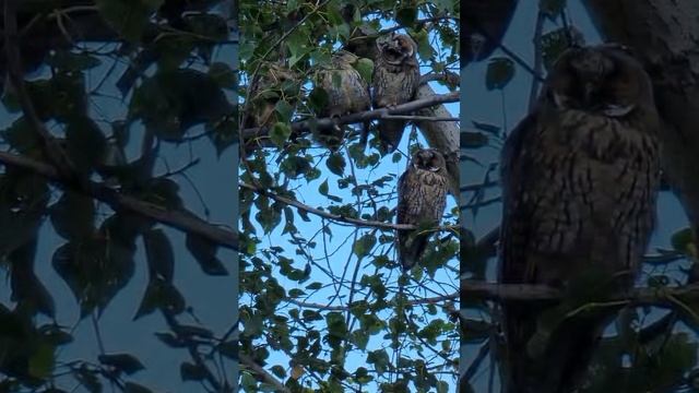 Совы поселились почти в центре Гая.
