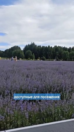 Туристам на заметку! Под Гомелем цветет огромное поле лаванды
