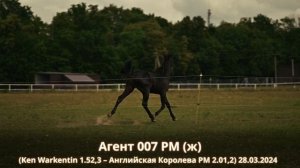 Агент 007 РМ (ж) (Ken Warkentin 1.52,3 – Английская Королева РМ 2.01,2) 28.03.2024
