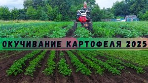 ОКУЧИВАНИЕ КАРТОФЕЛЯ 2025! ОГОРОД в ДЕРЕВНЕ!