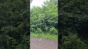 Второй день волонтёра форума Леонида Агутина