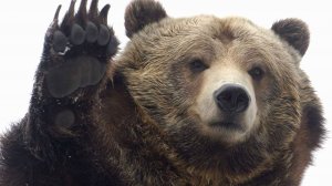 Медведь на монете. URSUS ARCTOS