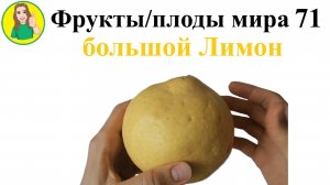 Фрукты - плоды мира 71 - Большой лимон Новый сорт 2025