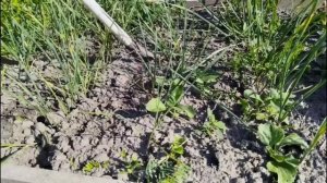 01.07.2025. Лук прибавляет в размере. Капуста в дырочку. Петрушка на сушку.  Огурцы под защитой.