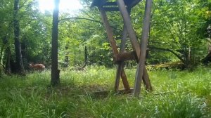 🦌Фотоловушка в «Лосином острове» сняла пятнистых оленей во время прогулки🦌