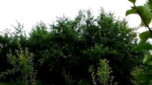 Зелёные операции на двулетних трёх летних яблонях.