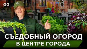 Декоративный огород в контейнерах: гайд по созданию и уходу
