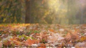 Леса раскрываются глубже, когда звучит такая мелодия - Electro Game Theme 01 -- Strobotone -- Game a