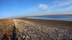 Охота на утку в Ставропольском крае 2022! Охота на пеганку