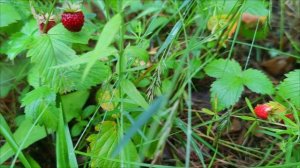 Лесная земляника