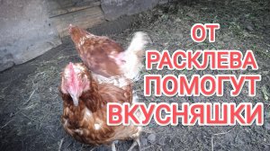 Куры несушки Как избавиться от расклева у кур-несушек