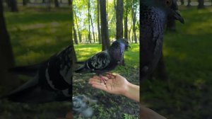 Новая песня про птиц " Голуби и Синицы "