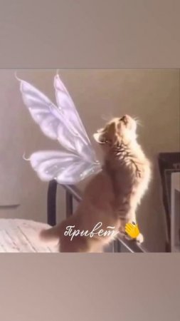 #привет #прикол #приколы #кот #котик #милота #ангел