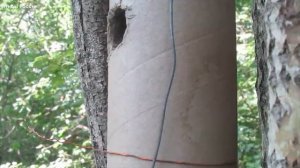 Весенние голоса тридцати певчих птиц / (Птицы России) #ГолосаПтиц