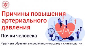 Причины повышения артериального давления. Почки человека. Фрагмент обучения