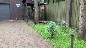 Про белок.Новый бельчатник строим