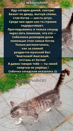 Анатолий #кошки #котики #кот