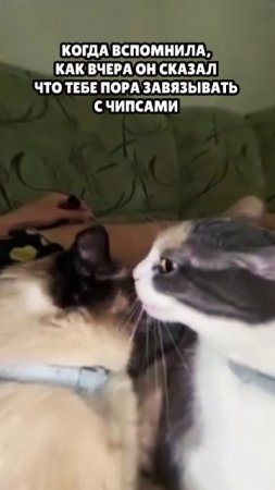 Ты совершил ошибку #мемы #юмор #приколы #мемасы #коты #munvan #котики