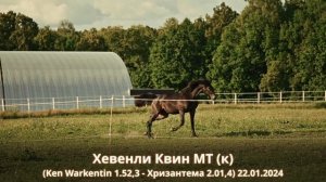 Хевенли Квин МТ (к) (Ken Warkentin 1.52,3 - Хризантема 2.01,4) 22.01.2024