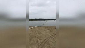 Перекачка креветок рыбонасосом Pescamotion 30 (6")