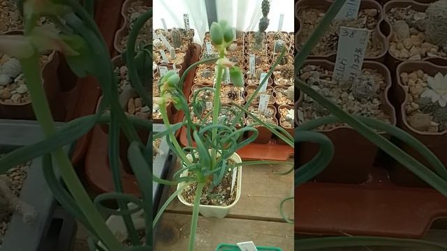 Немного цветущих кактусов