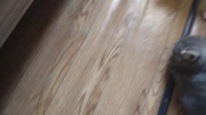 у кошки брачный период