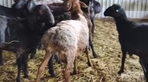 Гиссарские баранчики на продажу