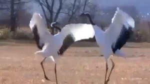 Журавли