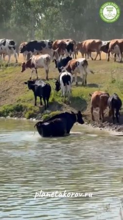 Один день из жизни счастливых коров 🐄🌿  
Без стресса, без спешки, без страха.