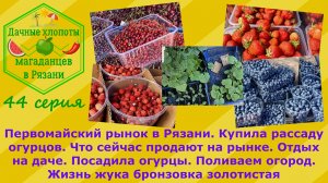 Первомайский рынок.Рязань.Купила рассаду огурцов,посадила.Что продают на рынке.Бронзовка золотистая