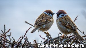 Удивительные факты о воробьях