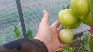 Аксель томат гибрид урожайность на 2 июля