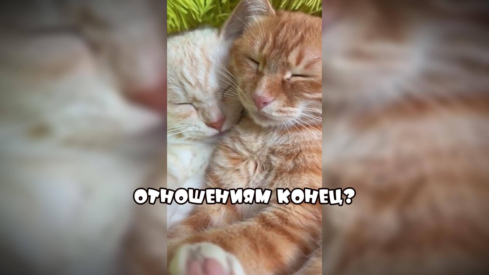 Кошки умеют договариваться #смешныекоты