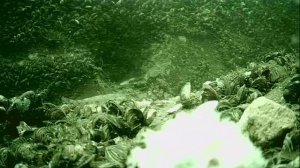 1000045710.mp4Волга гл.5м.02.07.2025г.