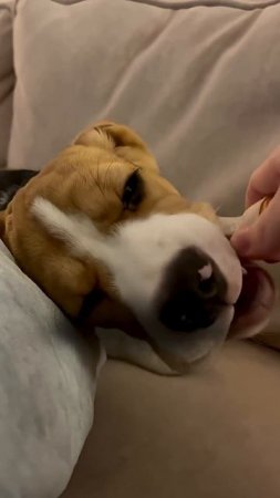 Моя собака чувствует вину  #кинолог #собака #суперсобака #животные #кинология