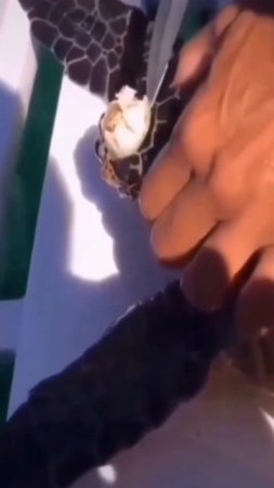 🐢🆘Почистили черепах от паразитов.

Моллюски любят поселиться на панцире черепах, что очень утяжеляет