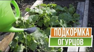 Важная подкормка огурцов в июле для высокого урожая и здоровья растений