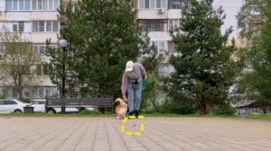 Фрагмент урока из курса по работе с неподбором у собак (2)