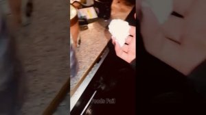 Животные приколы и не только