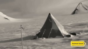 Эту Женщину Бросили В Арктике Рядом С Медведями. Через 2 Года За Ней Вернулись И Были В Шоке!