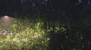 #ливень #дождь #релакс #медитация #антистресс #летнийдождь #природа #лето #шумдождя #лайф