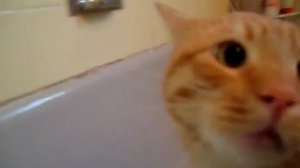 Кот бьёт тревогу в ванной