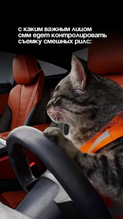 Кот за рулем 🚘