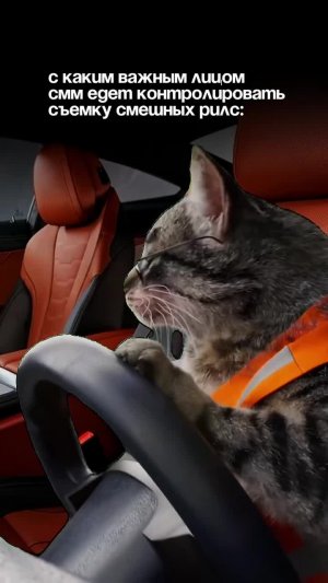 Кот за рулем 🚘