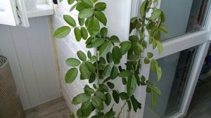 Буду пробовать укоренять плитистую розу